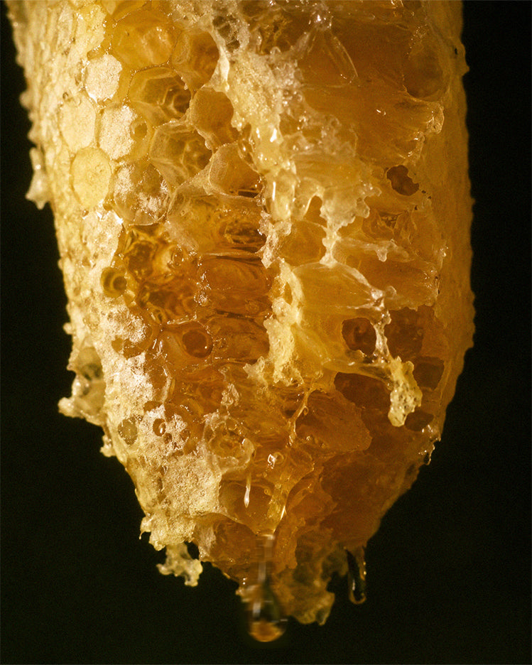 Bienenwachs & Candelillawachs