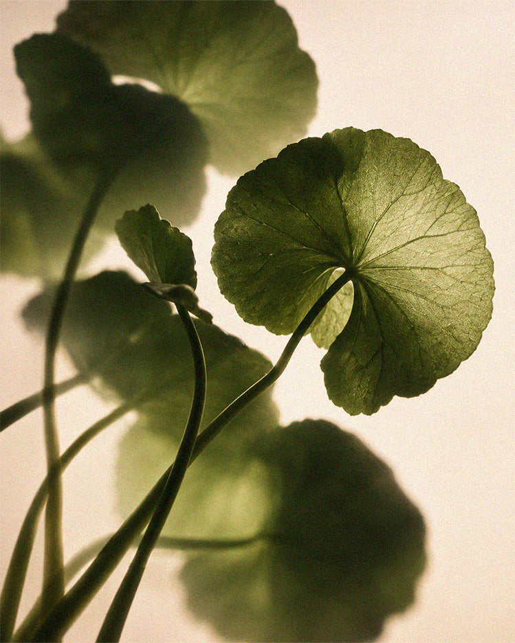 Centella Asiatica Leaf Extract