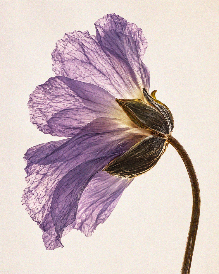 Linseed Extract