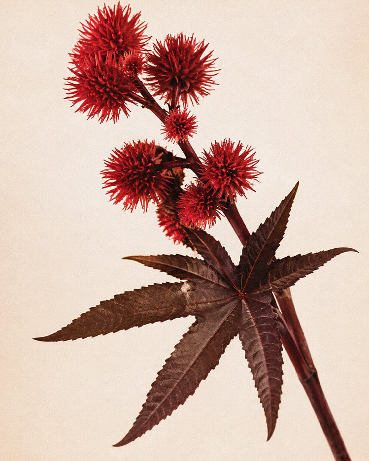 Ricinus Communis Castor Seed Oil