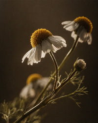 Sea Chamomile Extract