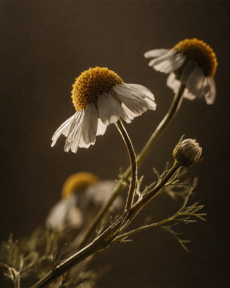Sea Chamomile Extract